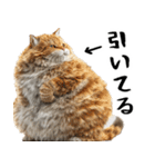 でぶ猫。(どんなシーンでも使える便利返信)（個別スタンプ：29）