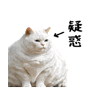 でぶ猫。(どんなシーンでも使える便利返信)（個別スタンプ：30）