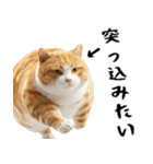 でぶ猫。(どんなシーンでも使える便利返信)（個別スタンプ：32）