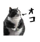 でぶ猫。(どんなシーンでも使える便利返信)（個別スタンプ：33）