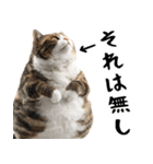 でぶ猫。(どんなシーンでも使える便利返信)（個別スタンプ：34）