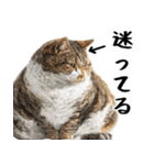 でぶ猫。(どんなシーンでも使える便利返信)（個別スタンプ：35）