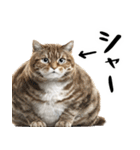 でぶ猫。(どんなシーンでも使える便利返信)（個別スタンプ：38）