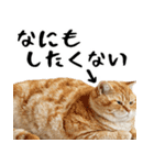 でぶ猫。(どんなシーンでも使える便利返信)（個別スタンプ：39）