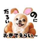 ❤️イースターエッグとだるいチワワ犬（個別スタンプ：2）