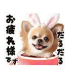 ❤️イースターエッグとだるいチワワ犬（個別スタンプ：5）