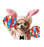❤️イースターエッグとだるいチワワ犬（個別スタンプ：10）