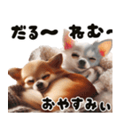 ❤️イースターエッグとだるいチワワ犬（個別スタンプ：12）