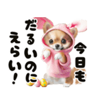 ❤️イースターエッグとだるいチワワ犬（個別スタンプ：14）