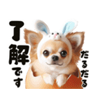 ❤️イースターエッグとだるいチワワ犬（個別スタンプ：16）
