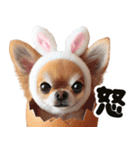 ❤️イースターエッグとだるいチワワ犬（個別スタンプ：22）