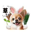 ❤️イースターエッグとだるいチワワ犬（個別スタンプ：24）