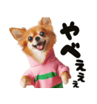 ❤️イースターエッグとだるいチワワ犬（個別スタンプ：28）