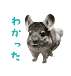 かわいいチンチラのひらがなスタンプ（個別スタンプ：2）