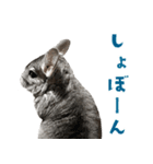 かわいいチンチラのひらがなスタンプ（個別スタンプ：4）