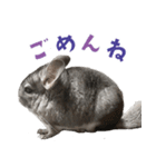 かわいいチンチラのひらがなスタンプ（個別スタンプ：6）