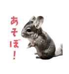 かわいいチンチラのひらがなスタンプ（個別スタンプ：7）
