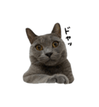 愛しのお猫（個別スタンプ：1）