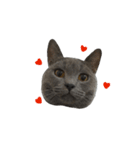 愛しのお猫（個別スタンプ：2）