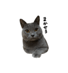 愛しのお猫（個別スタンプ：3）