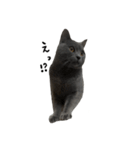 愛しのお猫（個別スタンプ：4）