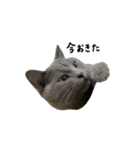 愛しのお猫（個別スタンプ：6）