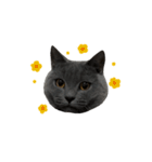 愛しのお猫（個別スタンプ：7）