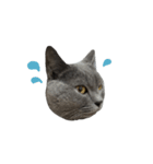 愛しのお猫（個別スタンプ：11）