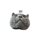 愛しのお猫（個別スタンプ：12）