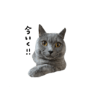 愛しのお猫（個別スタンプ：13）