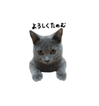 愛しのお猫（個別スタンプ：14）