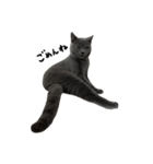 愛しのお猫（個別スタンプ：15）