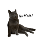 愛しのお猫（個別スタンプ：16）