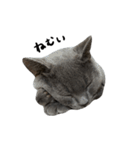 愛しのお猫（個別スタンプ：19）