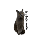 愛しのお猫（個別スタンプ：22）
