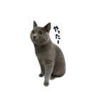 愛しのお猫（個別スタンプ：24）