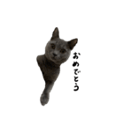愛しのお猫（個別スタンプ：25）