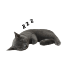 愛しのお猫（個別スタンプ：26）