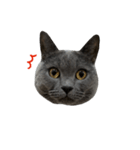 愛しのお猫（個別スタンプ：30）