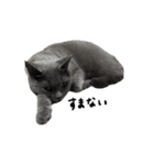 愛しのお猫（個別スタンプ：31）