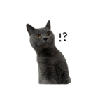 愛しのお猫（個別スタンプ：32）