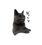 愛しのお猫（個別スタンプ：33）