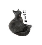 愛しのお猫（個別スタンプ：34）