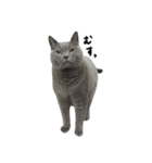 愛しのお猫（個別スタンプ：38）