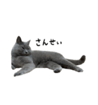 愛しのお猫（個別スタンプ：39）
