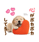 毎日使える！感情豊かで可愛いゴールデン（個別スタンプ：1）