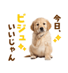 毎日使える！感情豊かで可愛いゴールデン（個別スタンプ：2）
