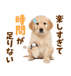 毎日使える！感情豊かで可愛いゴールデン（個別スタンプ：3）