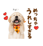 毎日使える！感情豊かで可愛いゴールデン（個別スタンプ：4）