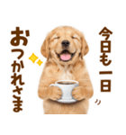 毎日使える！感情豊かで可愛いゴールデン（個別スタンプ：5）